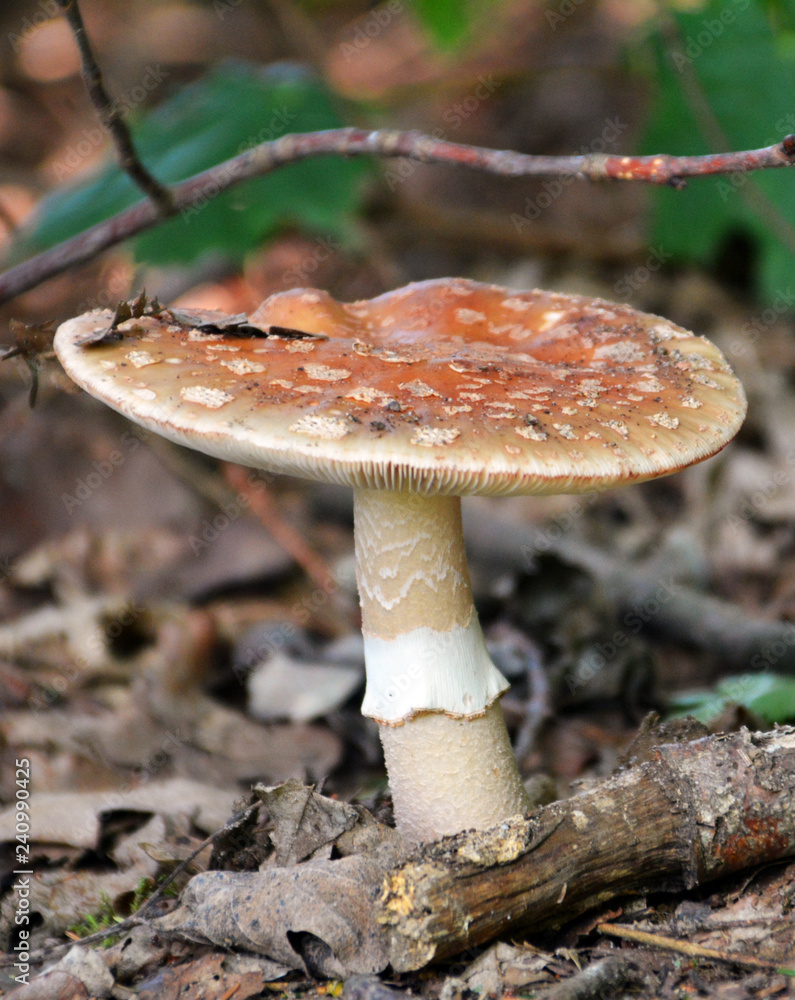 Fototapeta premium Pilz - Wald 