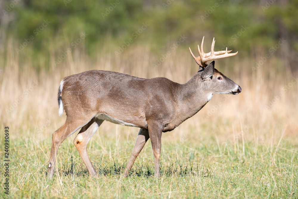 White-tailed deer buck in open meadow White-tailed deer buck in open meadow