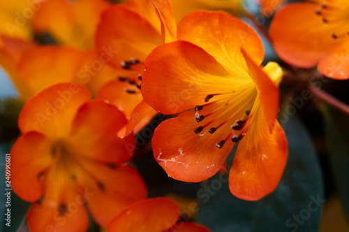 Orange Flower