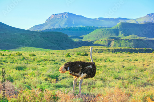 A Wild Ostrich in Karoo National Park. Beaufort West, South Africa. Mountain background and grass.