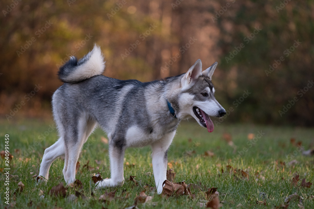 Siberian Husky and fall colors