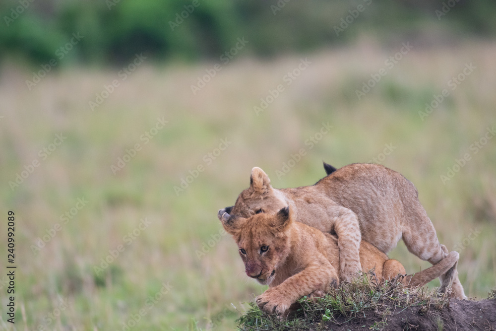 Two lion cubs playing Two lion cubs playing