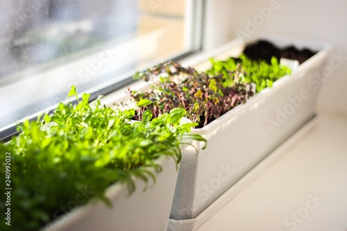 Billede på lærred Green salad on window sill