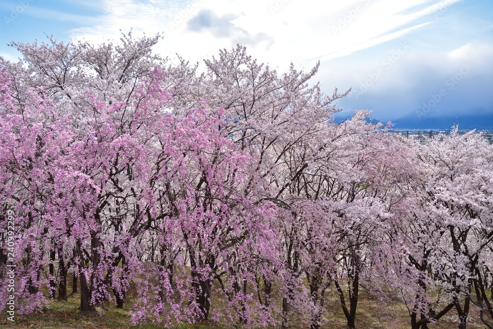 松本　弘法山古墳の桜
