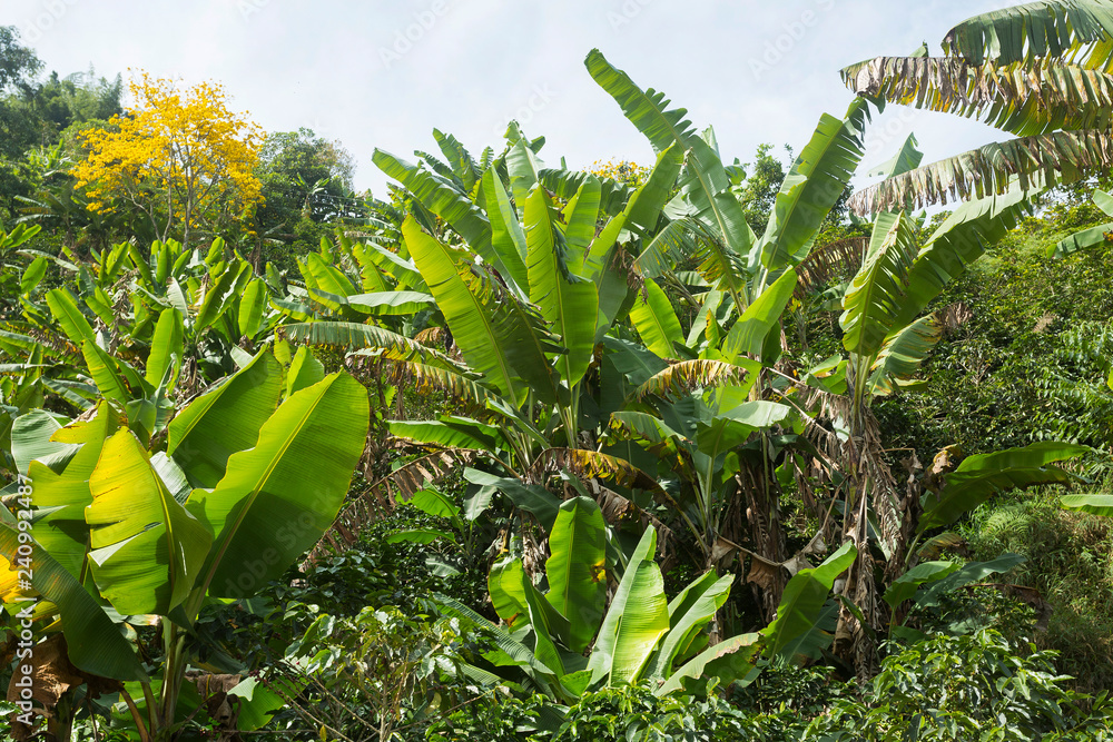 Fototapeta premium Banana plants - Beautiful Colombian jungle.