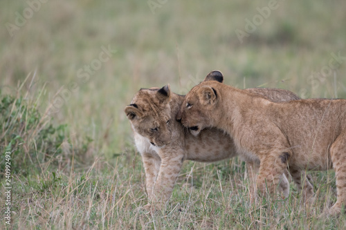 Two lion cubs playing