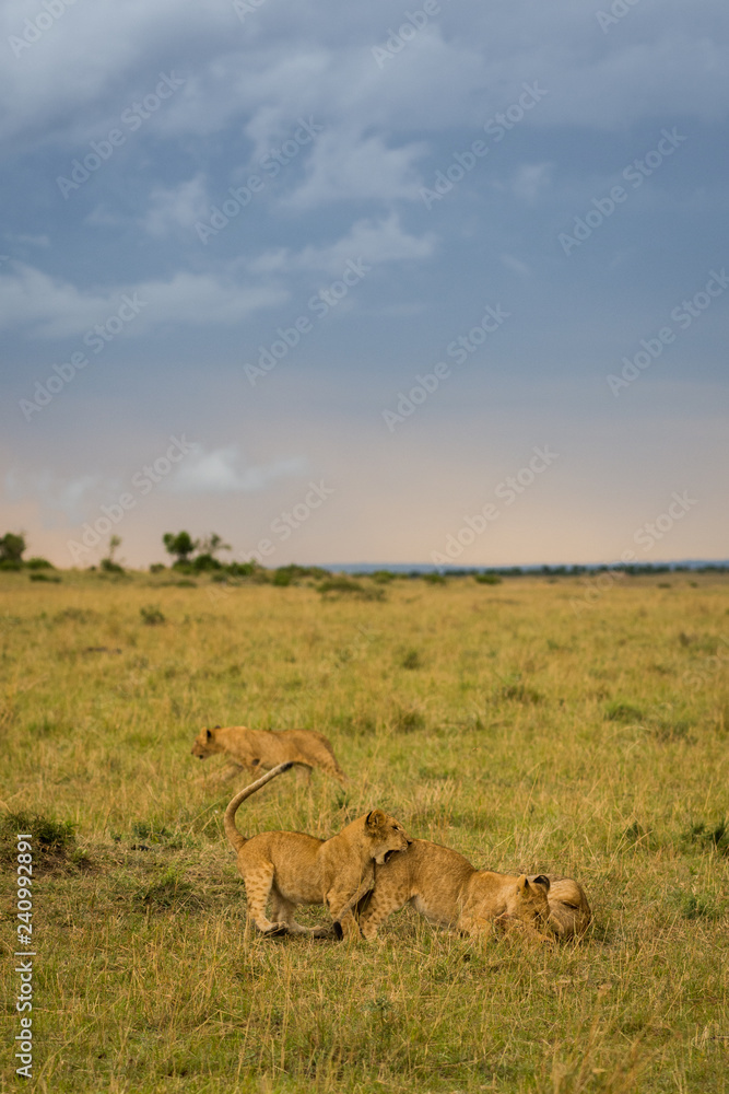 Naklejka premium Lion pride at kill