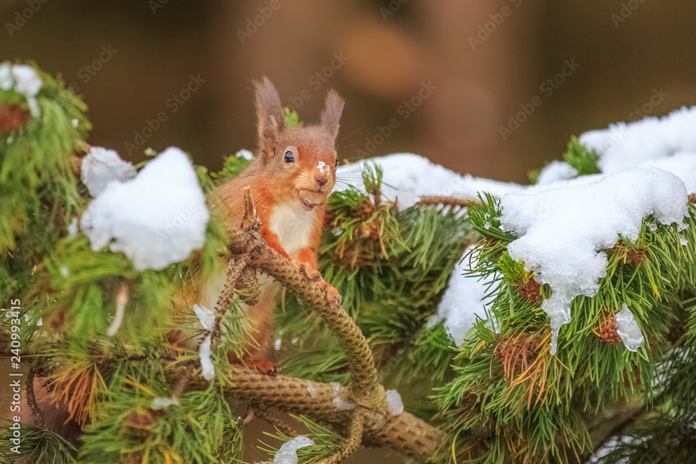 Curious red squirrel in pine tree Curious red squirrel in pine tree