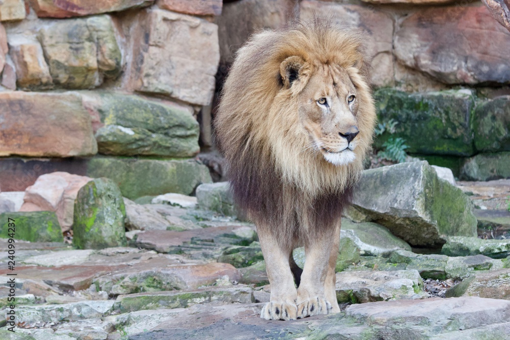 Obraz premium Lion 4