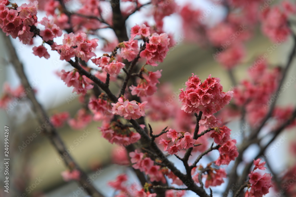 japan cherry or sakura flower in spring japan cherry or sakura flower in spring