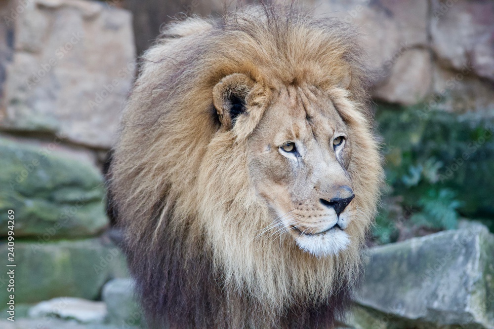 Lion 6