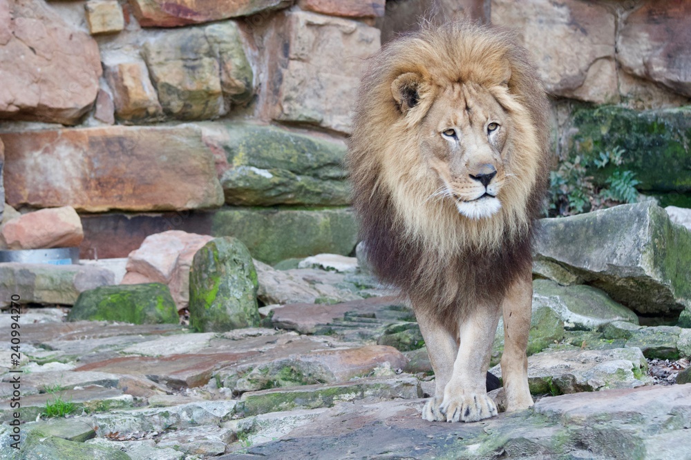 Obraz premium Lion 10