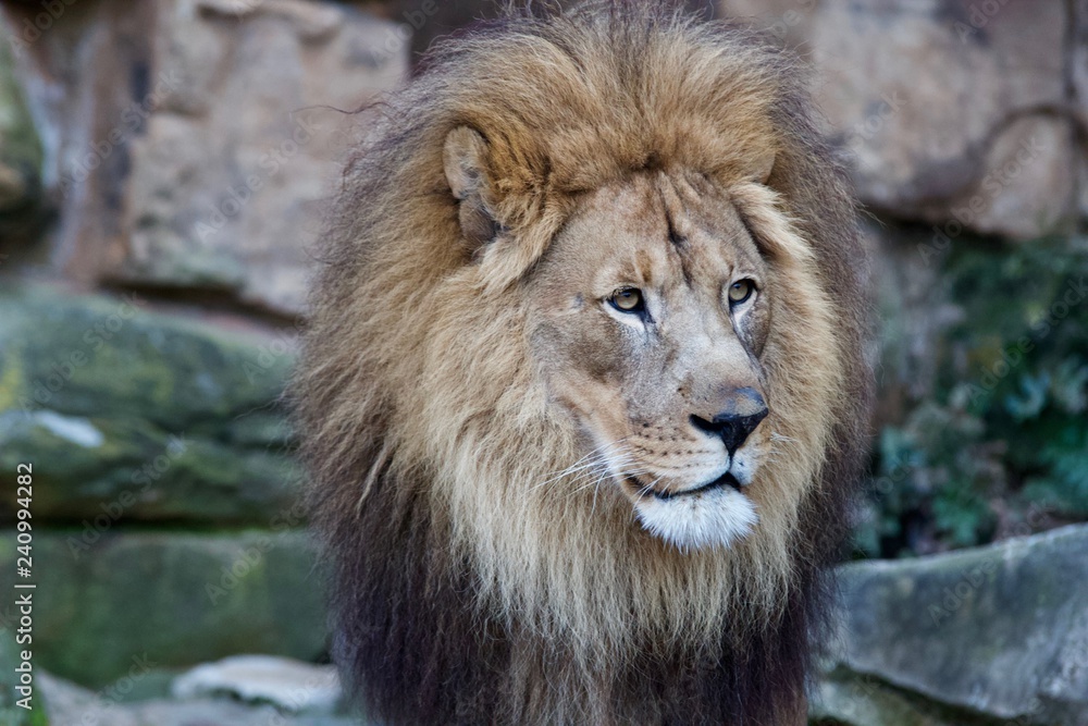 Naklejka premium Lion 9