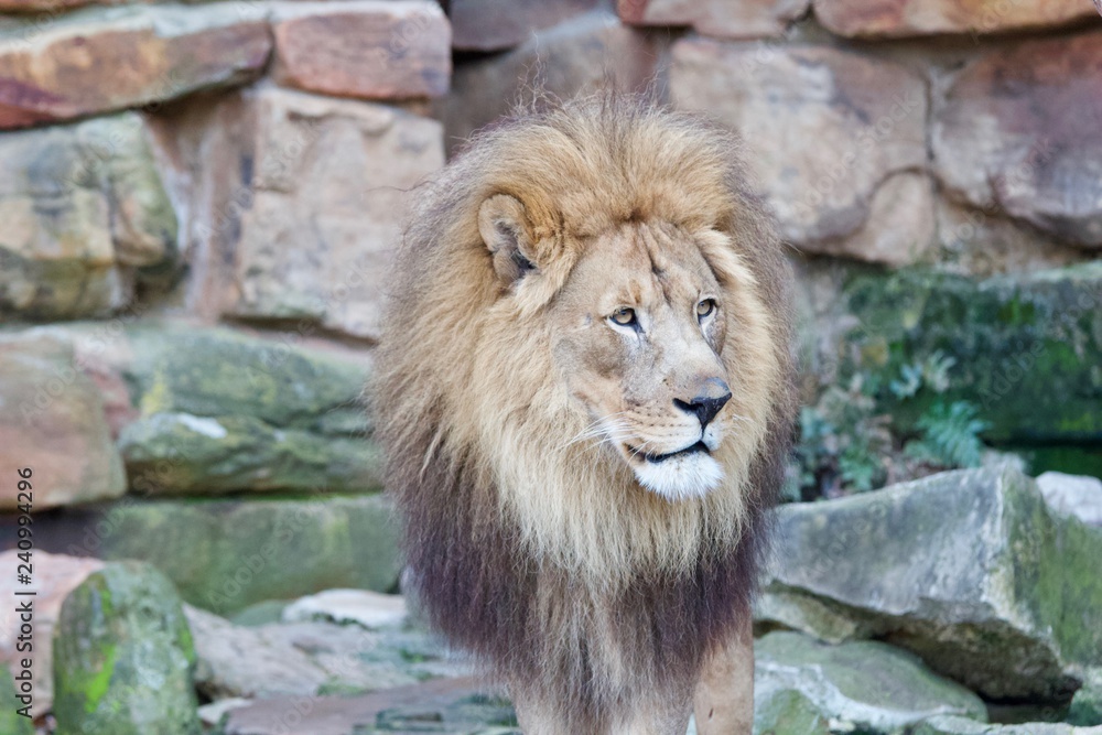 Obraz premium Lion 7
