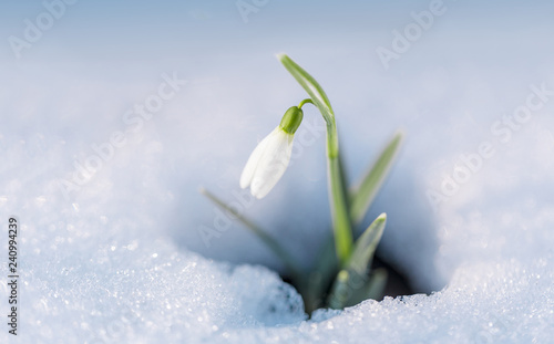 First flowers. Spring snowdrops flowers in the snow. Macro shot.