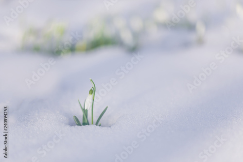 Spring snowdrop flower sticking out from the snow.
