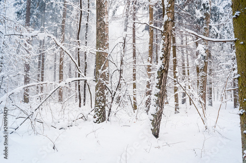 Blizzard in winter forest. December snowfall.