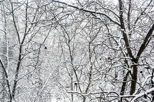 winter trees