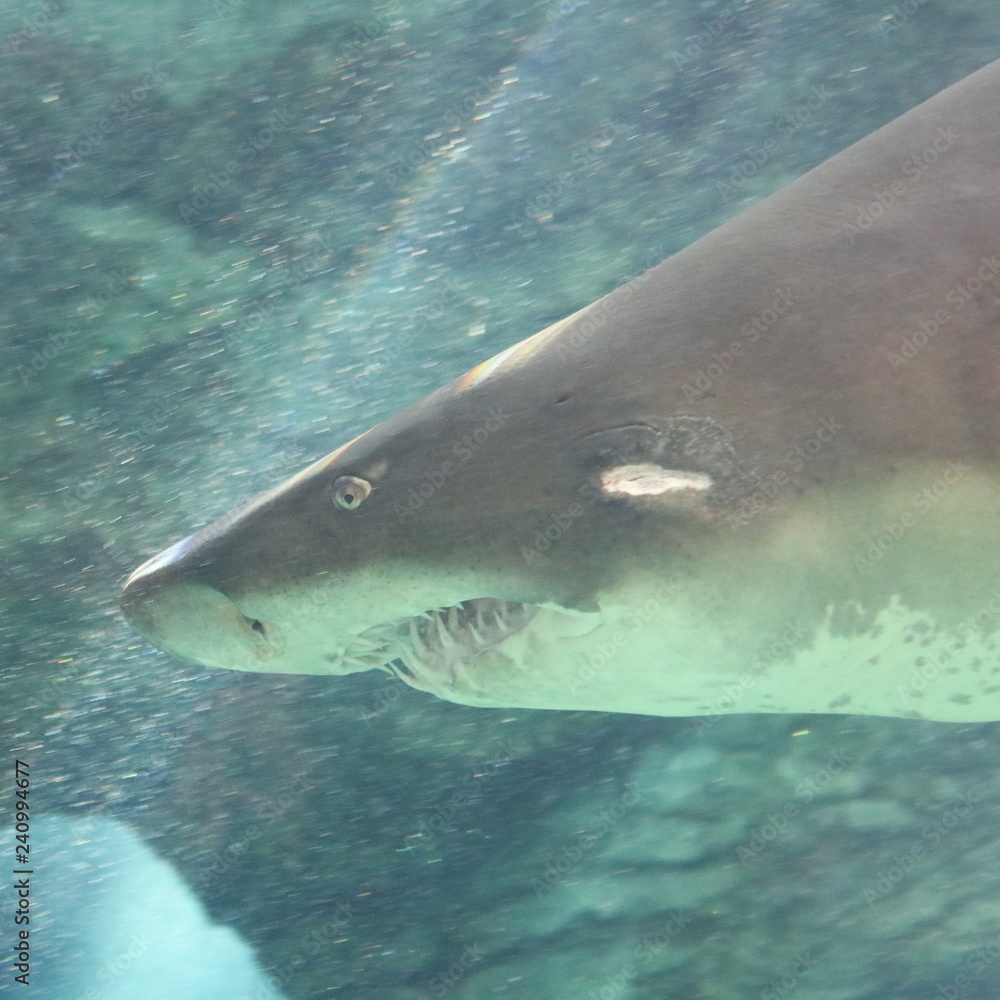 Naklejka premium シロワニ