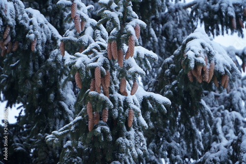 Snowy fir branches and cones