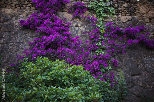 purple flowers on stone wall