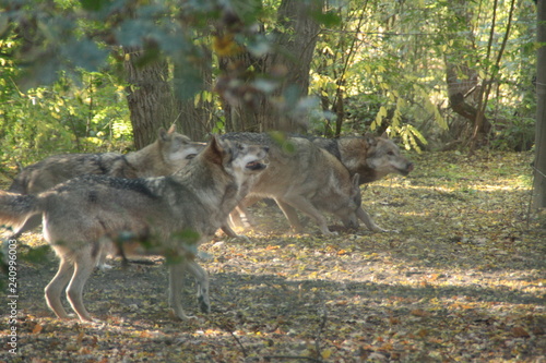 wolf in a national wolfpark in germany