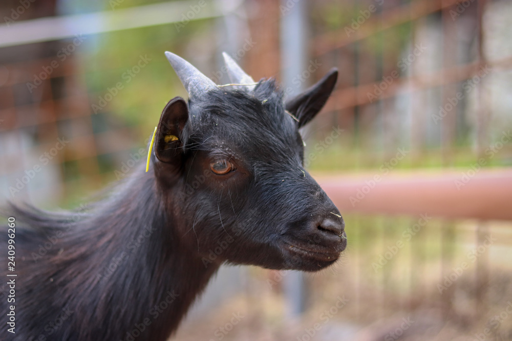 Fototapeta premium Härzige Zwergziege