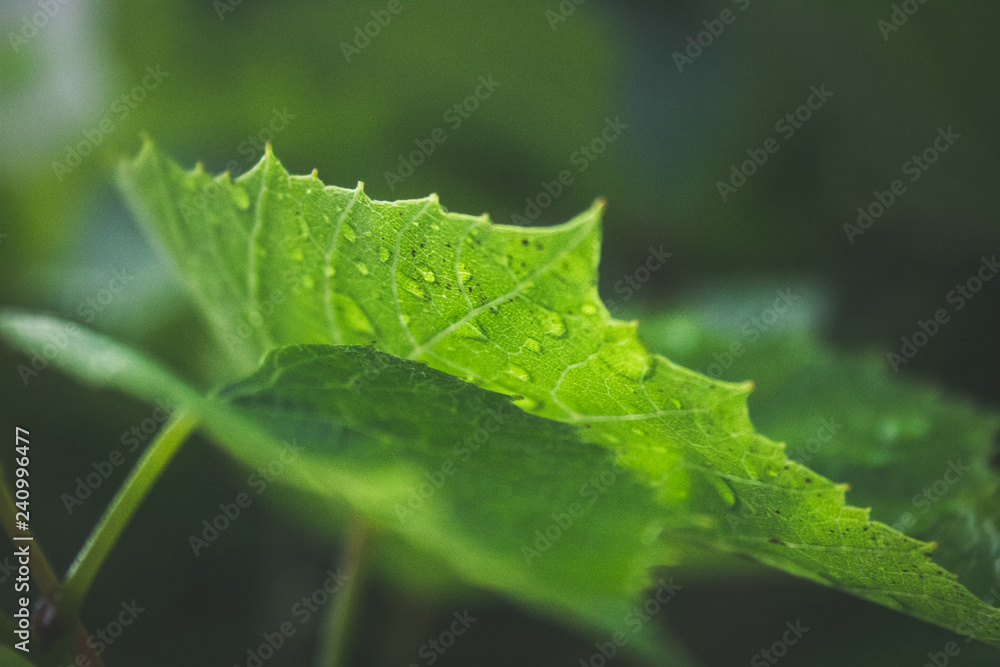 green leaf with water drops green leaf with water drops