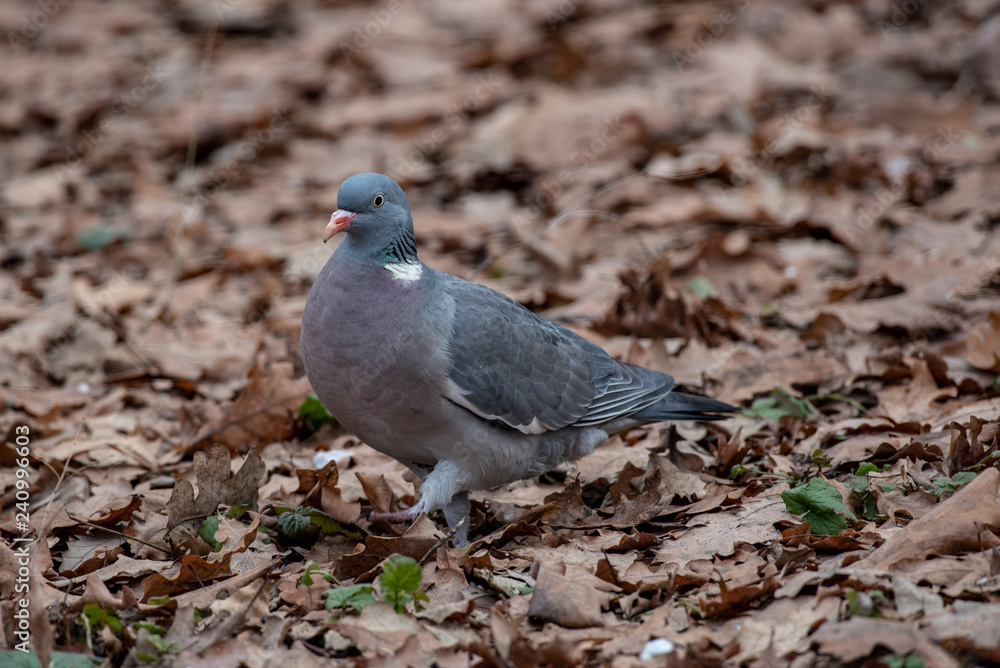 Common Wood Pigeon (Columba palumbus) on the ground Common Wood Pigeon (Columba palumbus) on the ground