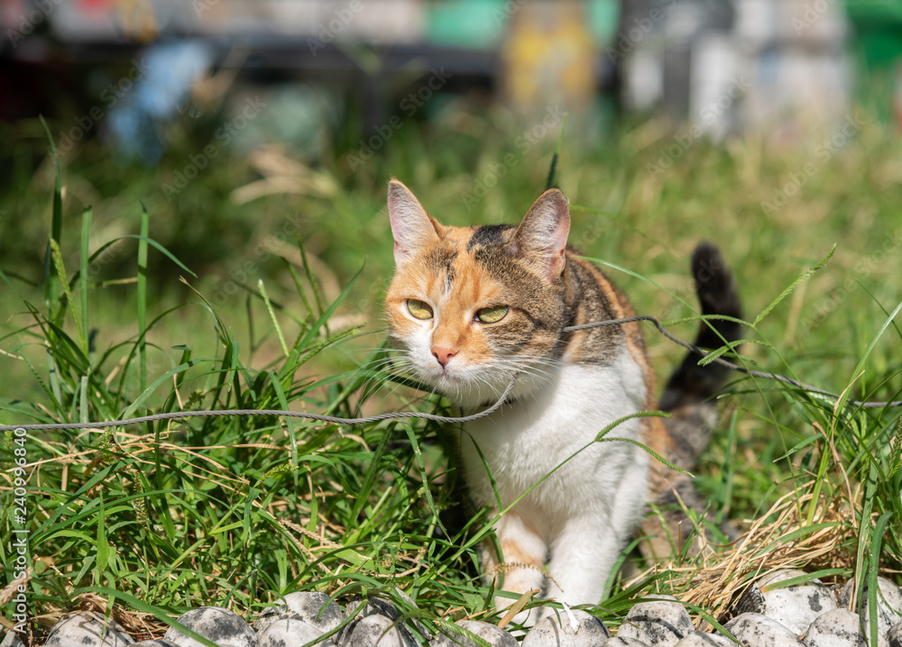 Stray cat on green grass