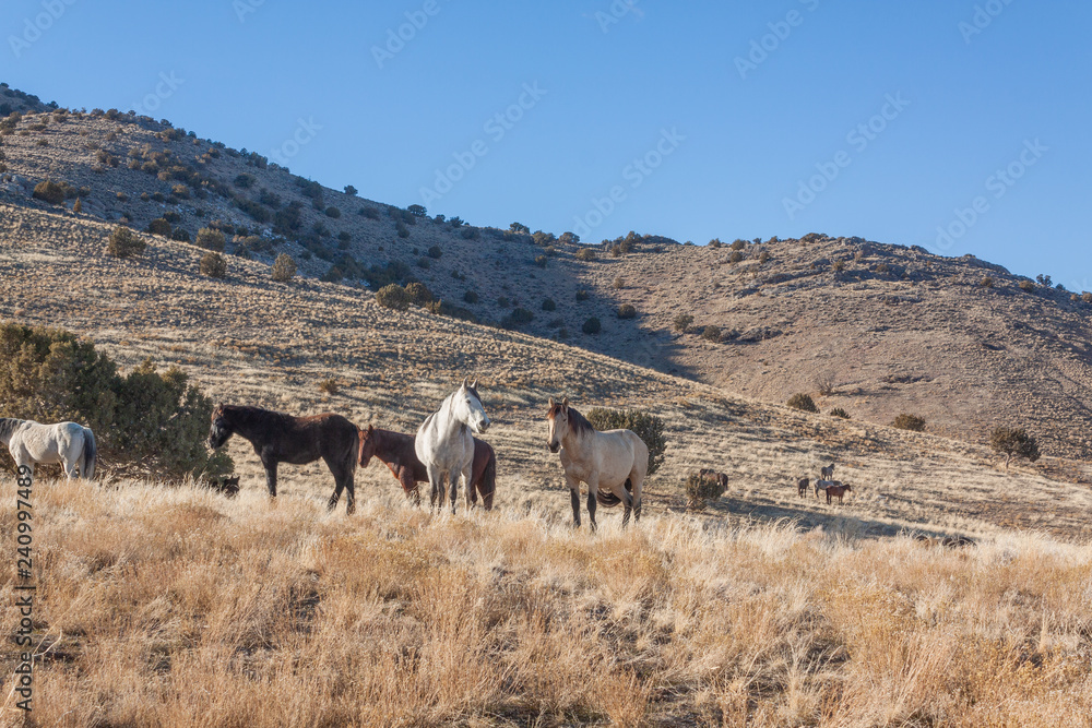 Obraz premium Wild Horses in Winter in the Utah Desert