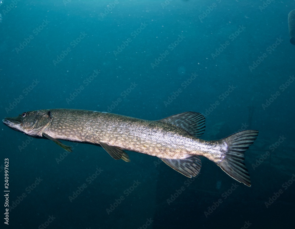 Fototapeta premium Pike
