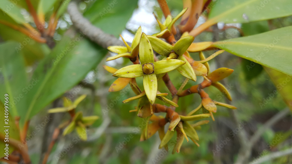 Mangrove Flowers in Kiang West National Park Mangrove Flowers in Kiang West National Park