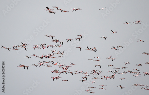 Flamingos fliegen photo