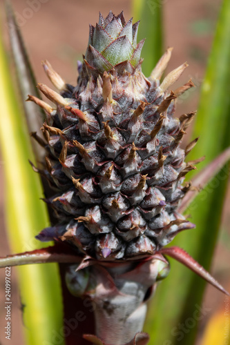 closeup of pineapple