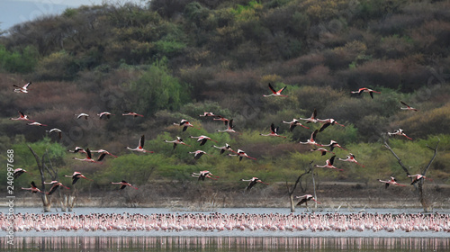Flamingos am Baringosee