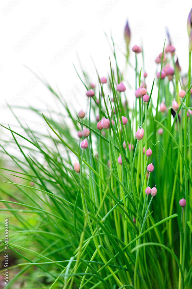 Budding chives against defocused white background Budding chives against defocused white background