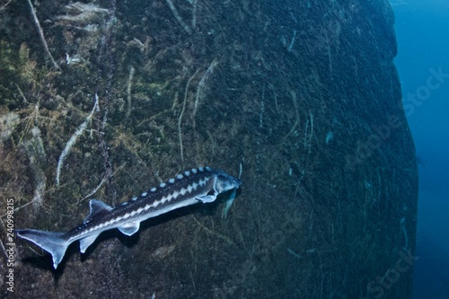 Sturgeon