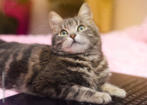 Beautiful gray tabby cat is lying with a laptop. Funny pet. Pink background. Selective focus.