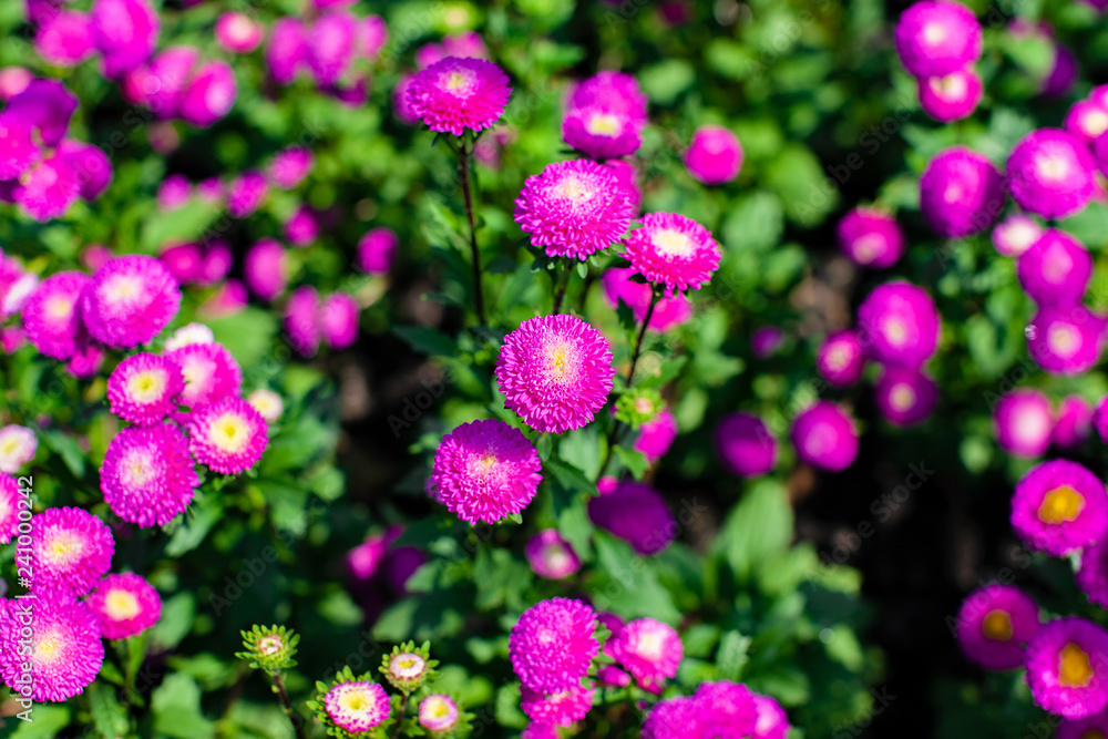 Φωτογραφία A group of pink vivid dahlia flower plants bush blooming in the garden