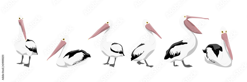 Obraz premium A collection of pelicans in various poses. Wild birds of Australia, New Guinea and Indonesia. Vector animals