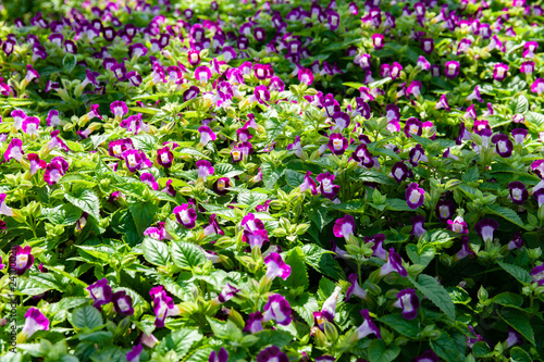 Magenta  pink flower bush plants tree in the garden  Beauty in nature.