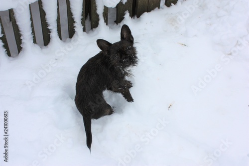 the dog is playing in the snow