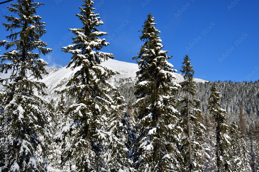 frozen and snowy landscape in winter