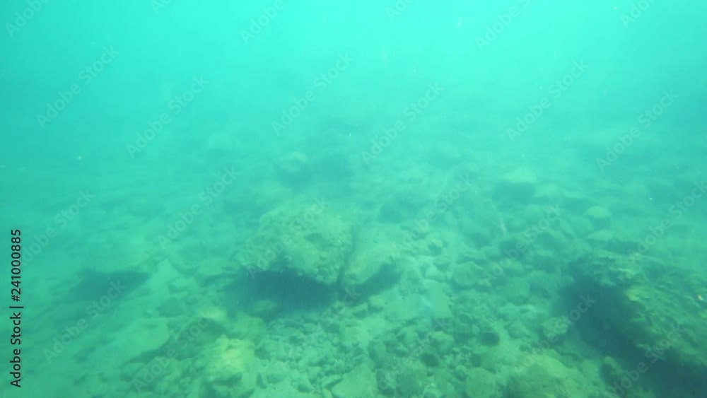 first-person view, a man swims under water looking at the underwater world and small tropical fish first-person view, a man swims under water looking at the underwater world and small tropical fish