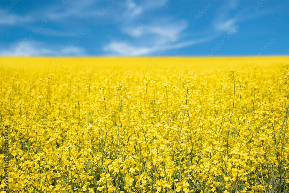 Beautiful yellow flowers rasp field with blurred sky background. Spring nice weather warm walking outdoor.- Image