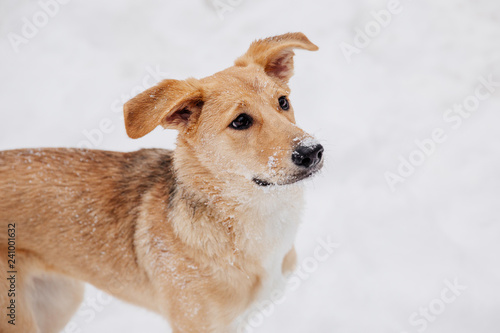 Playful light brown dog on the snow in a forest