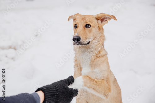 Handshake with brown dog. Owner with lovely dog in the forest