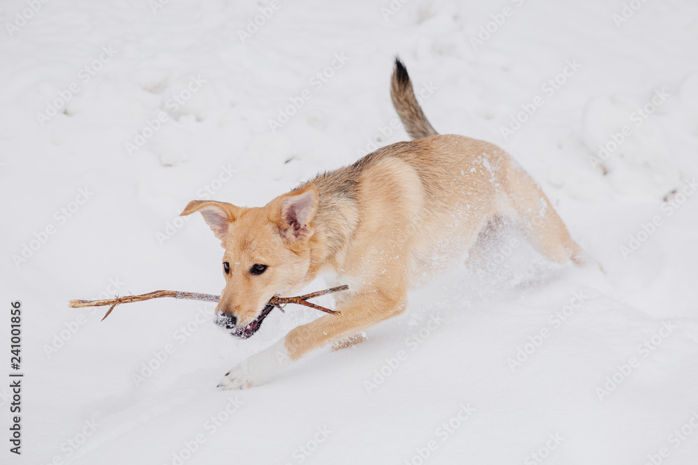Light brown dog playing with a stick on the snow in a forest. Running dog