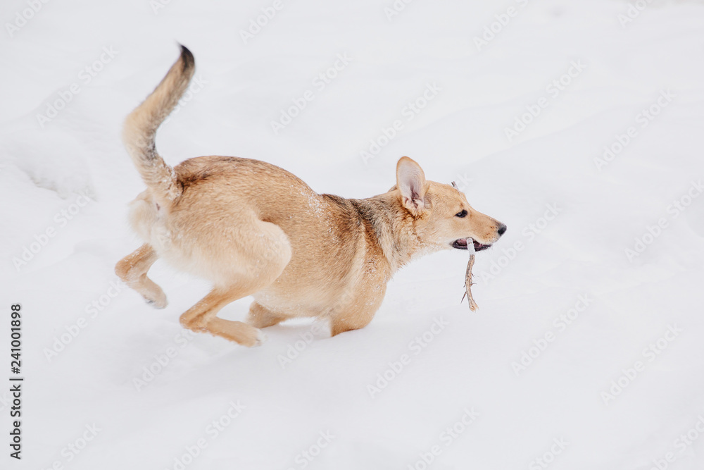 Light brown dog playing with a stick on the snow in a forest. Running dog Light brown dog playing with a stick on the snow in a forest. Running dog